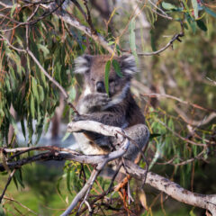Koala Amused