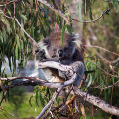 Koala Sleepy