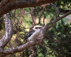 Kookabura